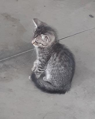 Gattini