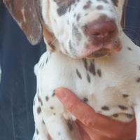 Cucciolo Dalmata udente bilaterale