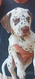 Cucciolo Dalmata udente bilaterale