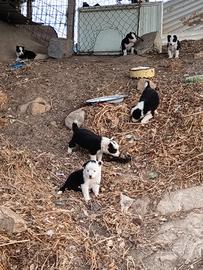 Border collie