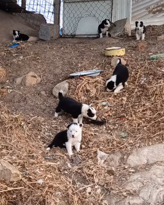 Border collie