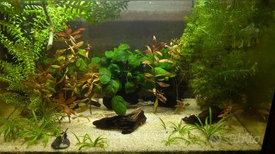Piante per acquario
