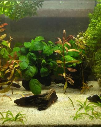 Piante per acquario