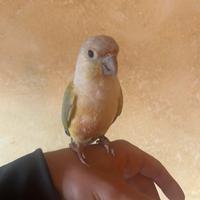 Pyrrhura molinae allevato a mano