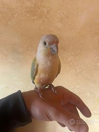 Pyrrhura molinae allevato a mano