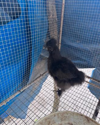 Galline morositas