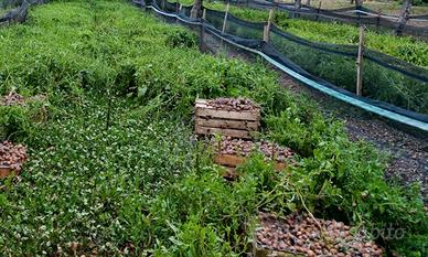 Rete recinto per allevamento lumache