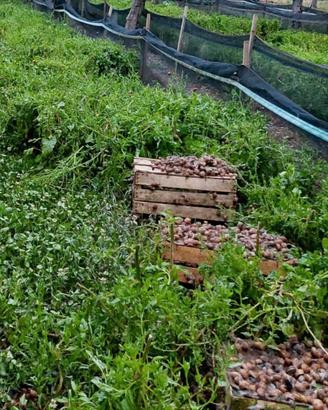 Rete recinto per allevamento lumache