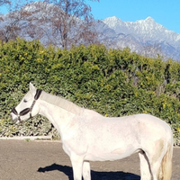 Cavalla fattrice Zanghersheide 11 anni