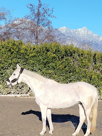 Cavalla fattrice Zanghersheide 11 anni