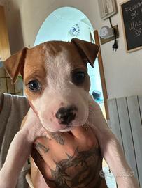 Cuccioli di American Staffordshire Terrier