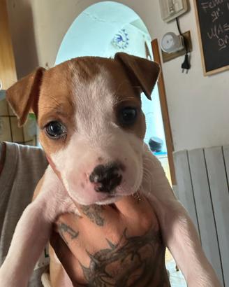 Cuccioli di American Staffordshire Terrier