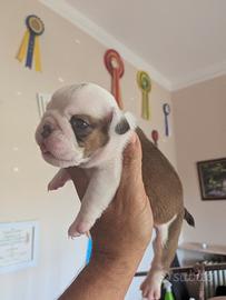 Bulldog inglese cuccioli