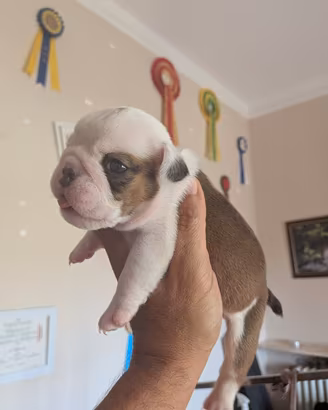 Bulldog inglese cuccioli