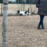 Cane bassethound per monta