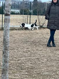 Cane bassethound per monta