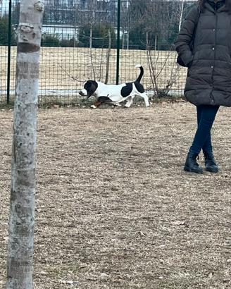 Cane bassethound per monta