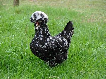 Galline ornamentali 