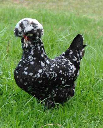 Galline ornamentali 