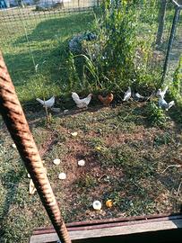 Galline sebright