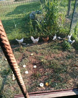 Galline sebright