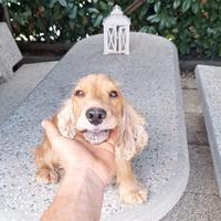 Cocker Spaniel femmina