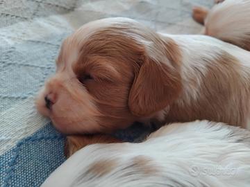 Cuccioli cavalier king blehneim