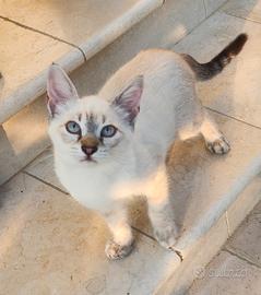 Gattini 