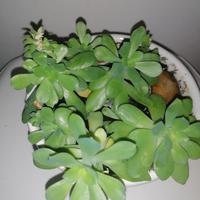 pianta con vaso di ceramica