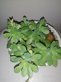 pianta con vaso di ceramica