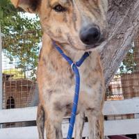 Mattia elegante e giovane mix akita