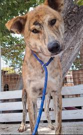 Mattia elegante e giovane mix akita