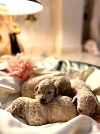 Disponibili cuccioli di barboncino toy champagne