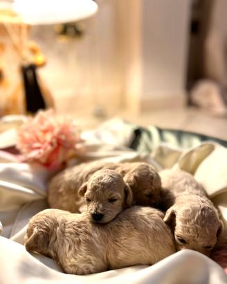 Disponibili cuccioli di barboncino toy champagne