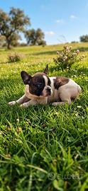 Bull dog francese cuccioli