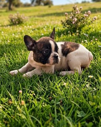 Bull dog francese cuccioli