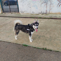 Husky 9 mesi