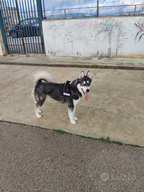 Husky 9 mesi
