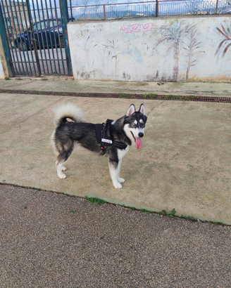 Husky 9 mesi