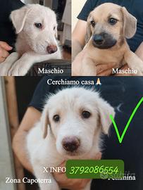Cuccioli 2 maschi e una femmina