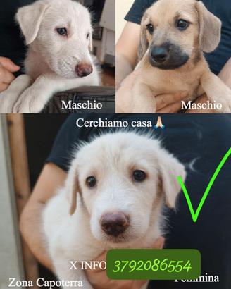 Cuccioli 2 maschi e una femmina