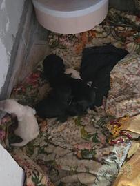 Cuccioli barboncina