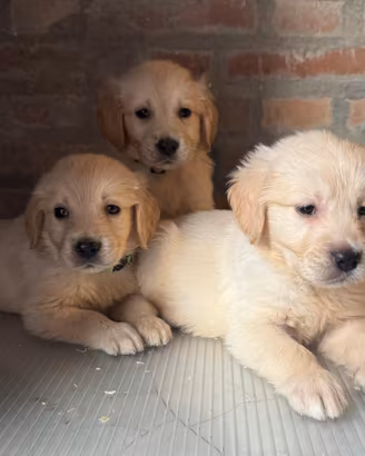 Cuccioli di golden retriver