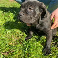 Cuccioli di cane corso