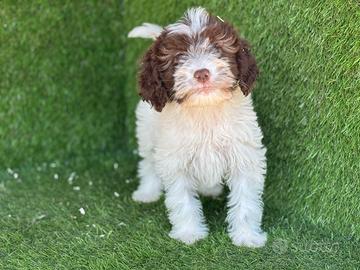 Lagotto romagnolo