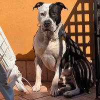 Amstaff da monta maschio