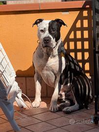 Amstaff da monta maschio