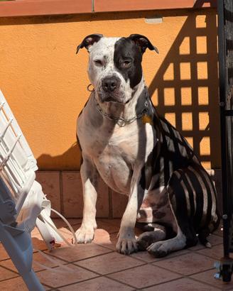 Amstaff da monta maschio