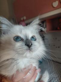 Cuccioli Ragdoll  gatti per bambini