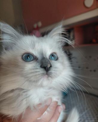 Cuccioli Ragdoll  gatti per bambini